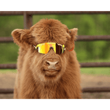 PIT VIPER - THE ORIGINALS | THE 1993 RIG POLARIZED - The Cabana.ca